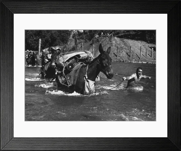 Framed Print : American soldiers lead pack mules through a swift river enroute to Bhamo, Burma