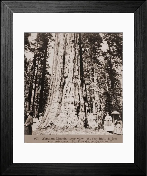 Framed Print : Men and women stand beneath a mammoth sequoia named Abraham Lincoln in the Big Tree Grove of Calaveras County, California Framed Print : Men and women stand beneath a mammoth sequoia named Abraham Lincoln in the Big Tree Grove of Calaveras County, California