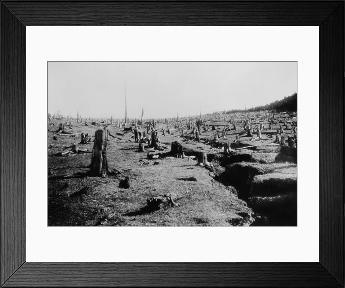 Framed Print : Destructive logging followed by fire completely destroyed this forest and caused soil erosion. Ca. 1940 Framed Print : Destructive logging followed by fire completely destroyed this forest and caused soil erosion. Ca. 1940