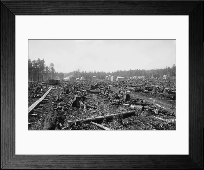 Framed Print : Land littered with the stumps of trees in what would become the lumber town of Davis, West Virginia Framed Print : Land littered with the stumps of trees in what would become the lumber town of Davis, West Virginia