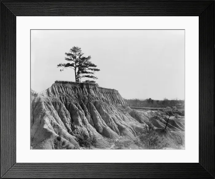 Framed Print : A lone tree marks the previous land level before erosion stripped soil away near Jackson, Mississippi. March 1936 photo by Walker Evans
