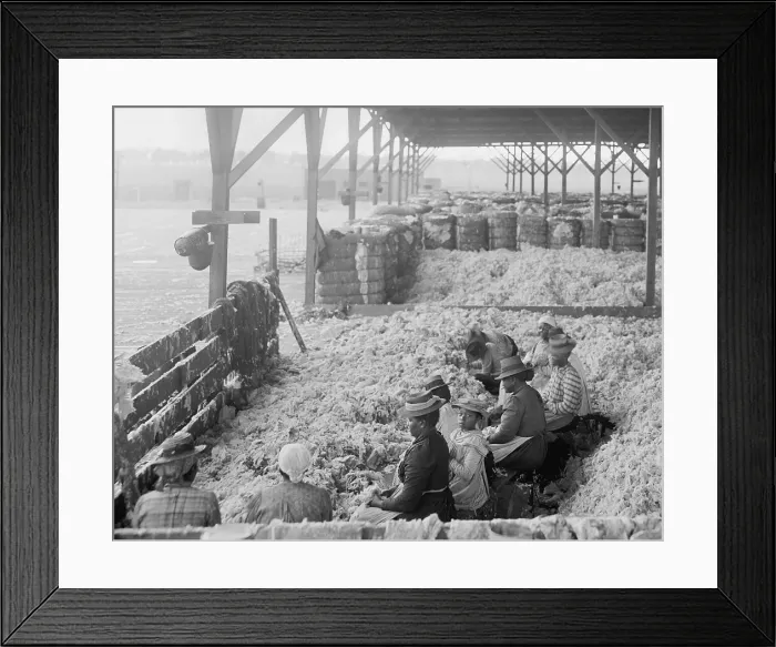 Framed Print : African Americans group including men, women, children and elders, hand cleaning or sorting cotton at the Atlantic Cotton Compress Company in Pensacola, Florida. Ca. 1905