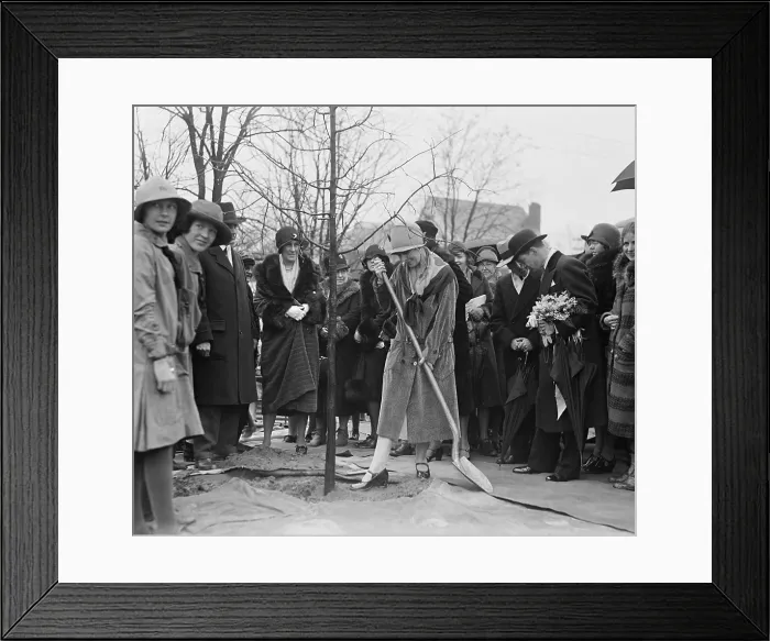 Framed Print : Shortly before leaving the White House, outgoing First Lady Grace Coolidge plants a tree, Feb. 28, 1929. (BSLOC_2015_16_42)