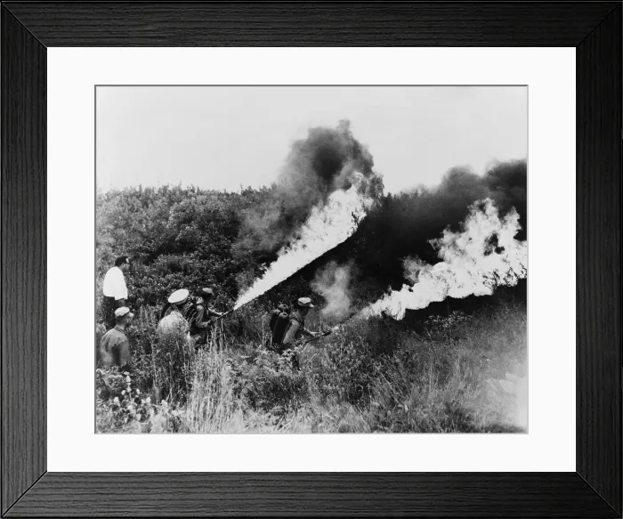 Framed Print : U.S. Marines under the police direction turn flame throwers on a field of marijuana plants in Chicago. August 15 1958