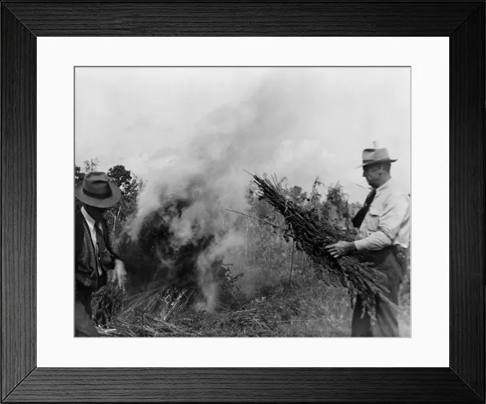 Framed Print : Two men burning marijuana in field in Garner North Carolina in 1942