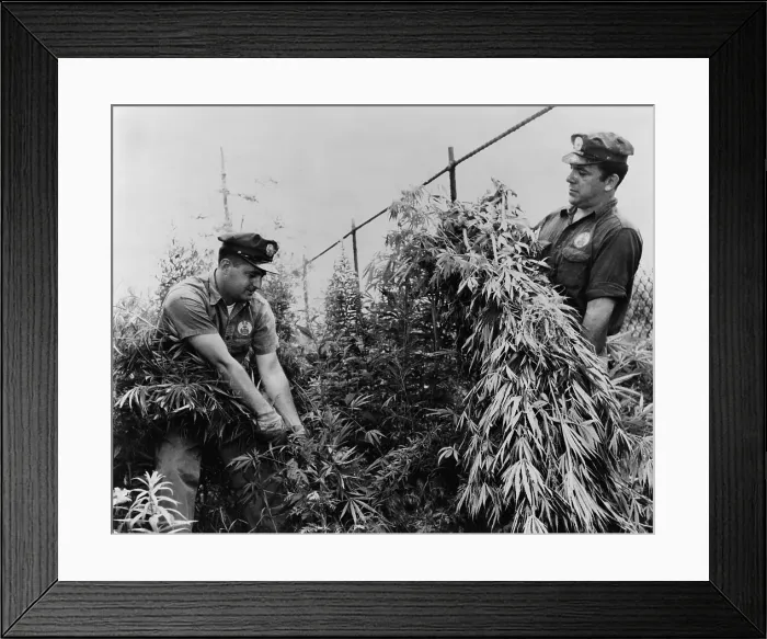 Framed Print : New York City Sanitation Department workers destroying marijuana in a lot on Cozine Avenue in Brooklyn New York. July 1958
