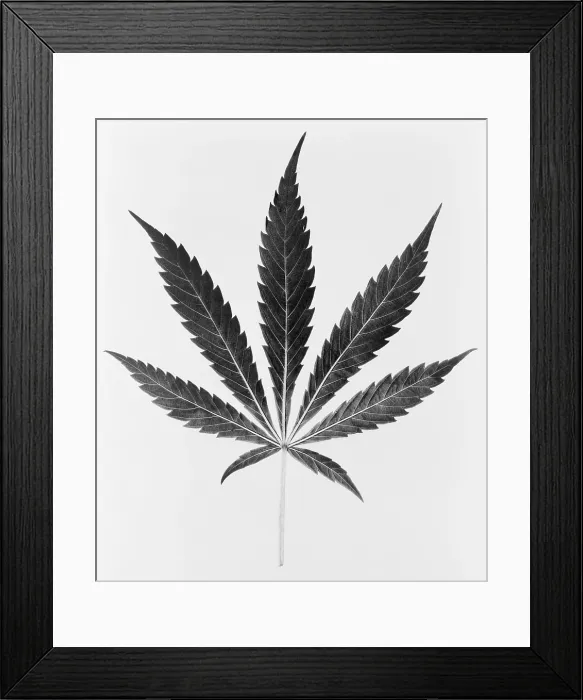 Framed Print : Federal Bureau of Narcotics illustration of a Marijuana leaf. Ca. 1950
