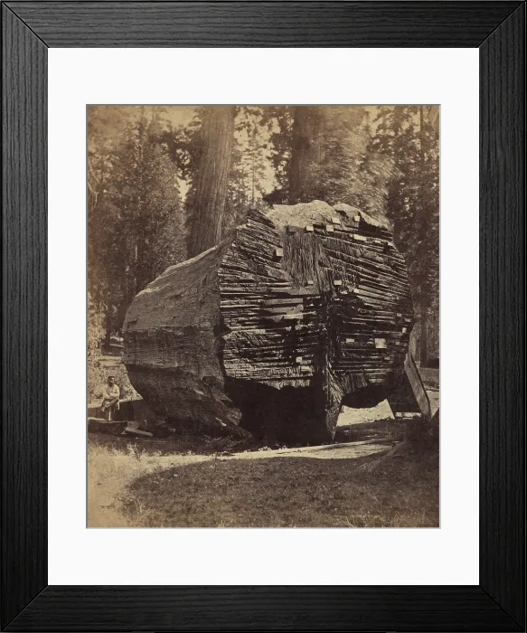 Framed Print : The Original Big Tree, was 92 feet in circumference when felled ca. 1875 Framed Print : The Original Big Tree, was 92 feet in circumference when felled ca. 1875