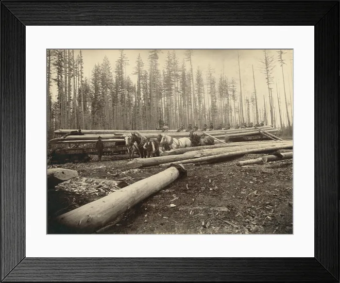 Framed Print : In the Cascade Mountains near Seattle, Washington, workers load 120 foot long logs with sharpened ends, that will become fish trap piles Framed Print : In the Cascade Mountains near Seattle, Washington, workers load 120 foot long logs with sharpened ends, that will become fish trap piles