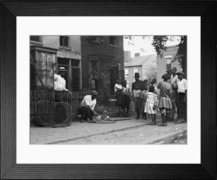Framed Print : African Americans working as dog catchers in Washington, D.C. 1924. A group of people gather around them on the sidewalk. (BSLOC_2015_16_125)