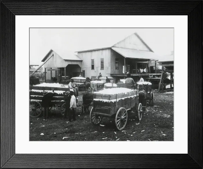 Framed Print : Community cotton gin owned and operated by African Americans in Madison County, Alabama. 1923. Mule wagons of cotton wait in line for ginning. (BSLOC_2015_16_127)