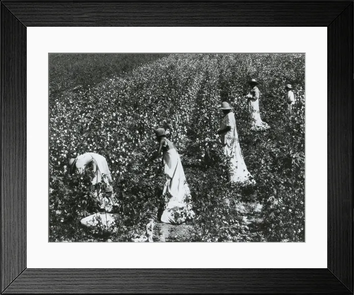 Framed Print : Four African American women picking cotton in Tallulah, Louisiana. Ca. 1924-25. A child accompanies the working women. (BSLOC_2015_16_128)