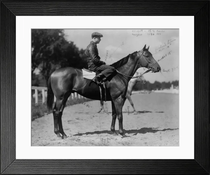 Framed Print : Charles S. Howard's favorite picture of Seabiscuit, taken at Saratoga with Red Pollard up. Photo is labeled with Seabiscuit's anatomical measurements