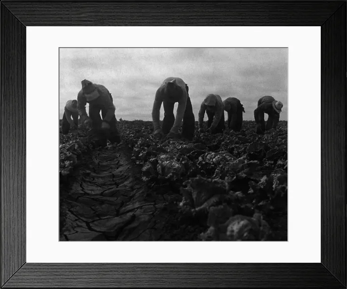 Framed Print : Filipinos farm workers cutting lettuce in Salinas, California, in June 1935. Photograph by Dorothea Lange