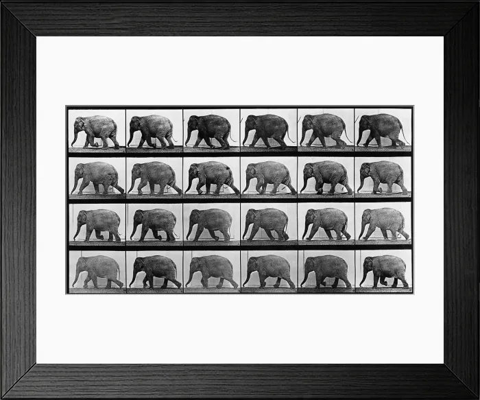 Framed Print : Consecutive images of an elephant walking. From Eadweard Muybridge's, ANIMAL LOCOMOTION, 1887 Framed Print : Consecutive images of an elephant walking. From Eadweard Muybridge's, ANIMAL LOCOMOTION, 1887