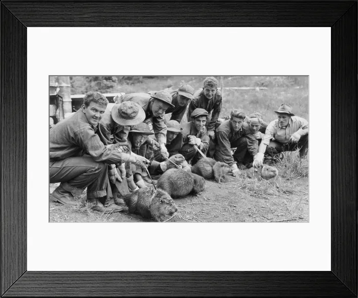Framed Print : CCC enrollees ready to transplant wild beavers, ca. 1938. The beavers will be taken from a ranch to a forest watershed to conserve water supply Framed Print : CCC enrollees ready to transplant wild beavers, ca. 1938. The beavers will be taken from a ranch to a forest watershed to conserve water supply