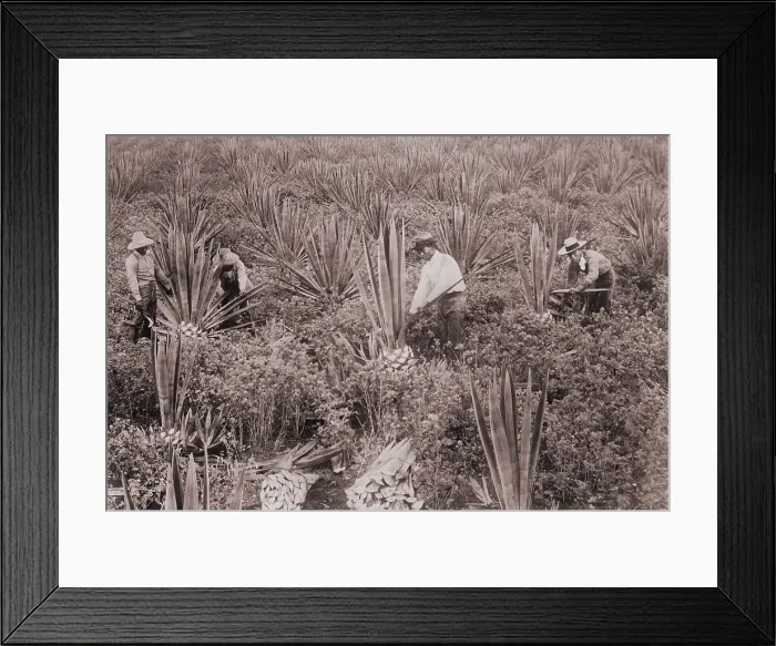 Framed Print : Japanese Americans on Sisal Plantation in Hawaii ca. 1915