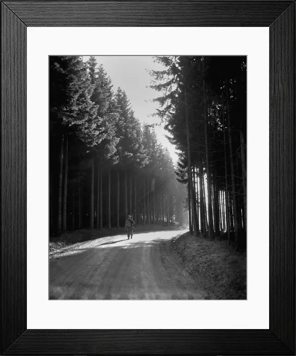 Framed Print : U.S. soldier walks the road through a forest in the Bastogne area. He was returning from the front lines of the Battle of the Bulge in Belgium or Luxembourg. December 27, 1944