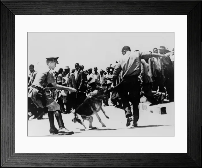 Framed Print : Police dog attacking a Black Zimbabwean man during a demonstration in 1965, the year a White minority led by Ian Smith issued the Unilateral Declaration of Independence