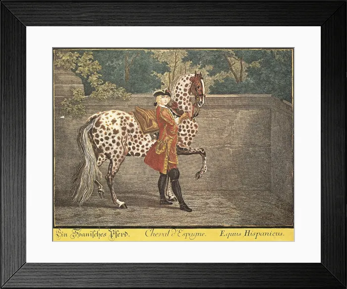 Framed Print : Spanish horse, type Equus Hispanicus. German illustration from 18th century. - Iberfoto / Everett Collection (215587)**US SALES ONLY** Framed Print : Spanish horse, type Equus Hispanicus. German illustration from 18th century. - Iberfoto / Everett Collection (215587)**US SALES ONLY**