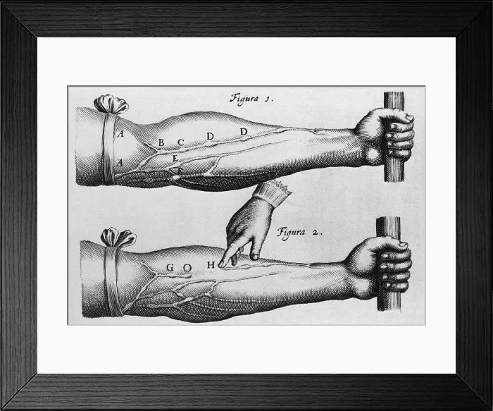 Framed Print : Circulation of the blood from William Harvey's ON THE MOTIONS OF THE HEART AND BLOOD, 1628 Framed Print : Circulation of the blood from William Harvey's ON THE MOTIONS OF THE HEART AND BLOOD, 1628