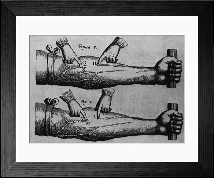 Framed Print : Circulation of the blood from William Harvey's ON THE MOTIONS OF THE HEART AND BLOOD, 1628