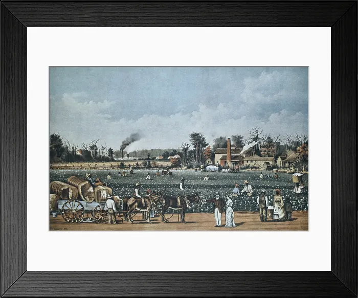 Framed Print : United States (s. XIX). Economia. Plantacion de algodon en el Mississippi. Litografia. Litography. - BeBa / Iberfoto / Everett Collection (397845)**US SALES ONLY**