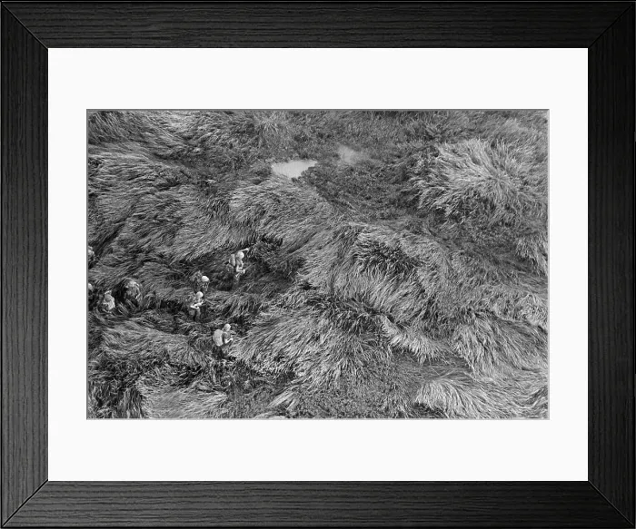 Framed Print : Vietnam War. Aerial view of US Marines advancing through five-foot-high elephant grass during Operation Meade River