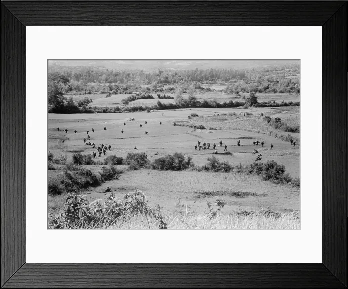 Framed Print : Vietnam War. US Marines in the field during Operation Bold Mariner in Quang Ngai Province