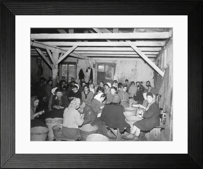 Framed Print : Liberated women political prisoners at Bergen-Belsen concentration camp. These women continued their work as potato peelers, but under the protection of the British 2nd Army Framed Print : Liberated women political prisoners at Bergen-Belsen concentration camp. These women continued their work as potato peelers, but under the protection of the British 2nd Army