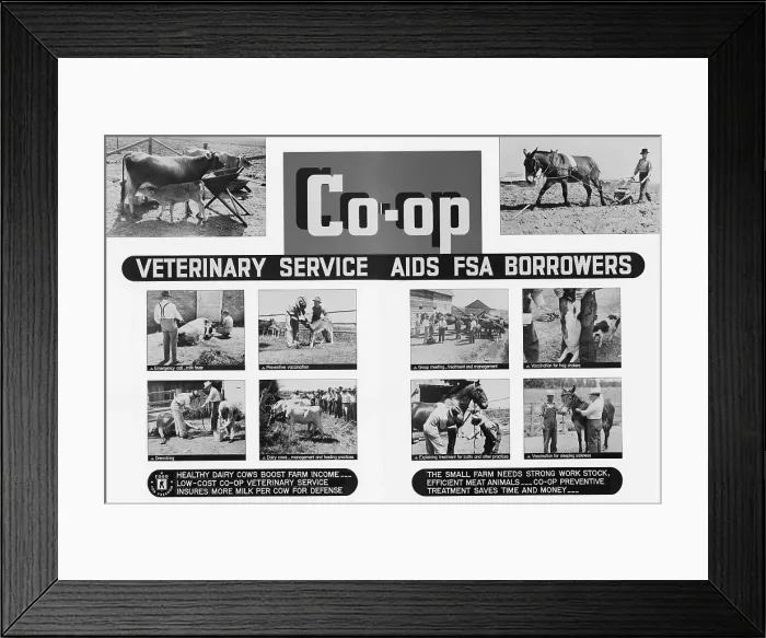 Framed Print : Farm Security Administration poster promoting rural cooperatives veterinary services. Poor farmers were organized by FSA agents to pool resources to meet their common interests Framed Print : Farm Security Administration poster promoting rural cooperatives veterinary services. Poor farmers were organized by FSA agents to pool resources to meet their common interests