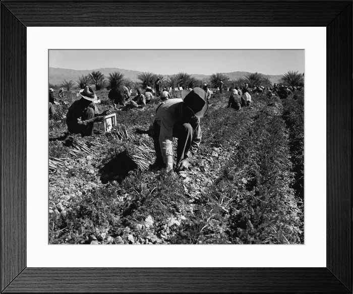 Framed Print : Carrot pullers harvesting in Coachella Valley, California, were migrant workers from Texas, Oklahoma, Missouri, Arkansas and Mexico. Photo by Dorothea Lange Feb 1937 Framed Print : Carrot pullers harvesting in Coachella Valley, California, were migrant workers from Texas, Oklahoma, Missouri, Arkansas and Mexico. Photo by Dorothea Lange Feb 1937