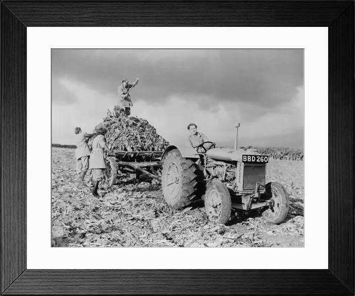 Framed Print : British Women's Land Army (WLA) harvesting beets during World War 2. The British civilian organization was created during the First World War to free men for the military. Ca