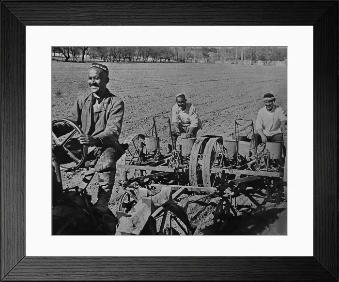 Framed Print : Planting cotton on the Navai collective farm, near Tashkent, Uzbekistan, USSR. Ca. 1935-40. (BSLOC_2015_2_257)