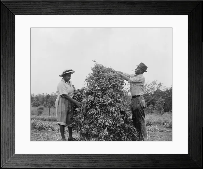 Framed Print : African American couple shaking and stacking peanuts in Sumter County, Georgia. They volunteered in the peanut shaking holiday working to save the wartime oil crop. Ca Framed Print : African American couple shaking and stacking peanuts in Sumter County, Georgia. They volunteered in the peanut shaking holiday working to save the wartime oil crop. Ca