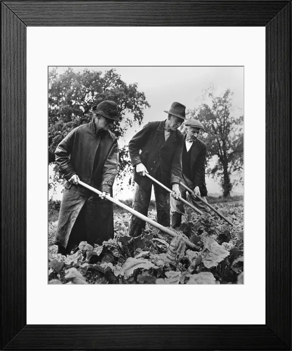 Framed Print : British elders put in a full day at farm work to supply their country with needed food. They hoe their sugar beet crop at Essex, England. April 1943. World War 2
