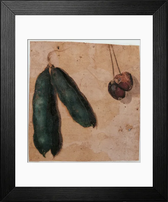 Framed Print : Botanical Drawings: two Pea Pods and two Cherries, workshop of Simone Peterzano, 1550 - 1599, 16th Century, oil on prepared paper - Italy, Lombardy, Milan, Castello Sforzesco