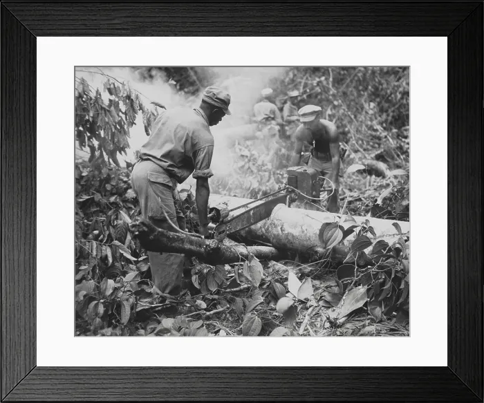Framed Print : African American combat engineers use a motor-driven saw to remove trees on a trail on Bougainville. July 17, 1944. World War 2. (BSLOC_2014_10_229) Framed Print : African American combat engineers use a motor-driven saw to remove trees on a trail on Bougainville. July 17, 1944. World War 2. (BSLOC_2014_10_229)