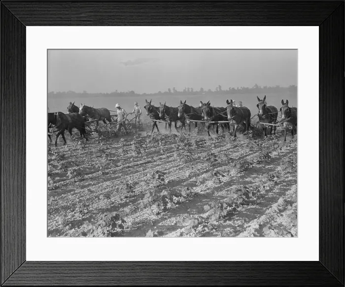 Framed Print : Men and mules cultivating cotton at the Lake Dick Cooperative Association farm