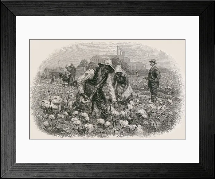 Framed Print : African Americans pick cotton under the supervision of an idle white gentleman. In the left background is a ginning building and on the right is a textile factory