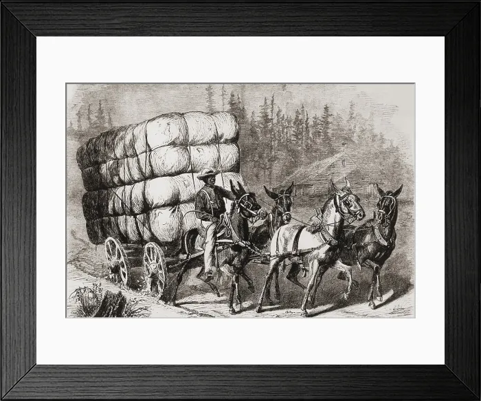 Framed Print : African American teamster transporting a heavy load of twenty eight bales of cotton to market. After the U.S