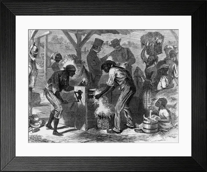 Framed Print : African American slaves using a cotton gin. Working by hand, one person could remove seeds from only 2 pounds of cotton a day, but the gin could clean 50 pounds Framed Print : African American slaves using a cotton gin. Working by hand, one person could remove seeds from only 2 pounds of cotton a day, but the gin could clean 50 pounds