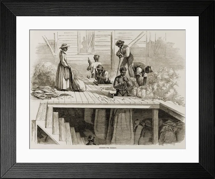 Framed Print : Four 1869 illustrations show processing of Sea Island cotton: packing for market, loading on ship, whipping, and ginning Framed Print : Four 1869 illustrations show processing of Sea Island cotton: packing for market, loading on ship, whipping, and ginning