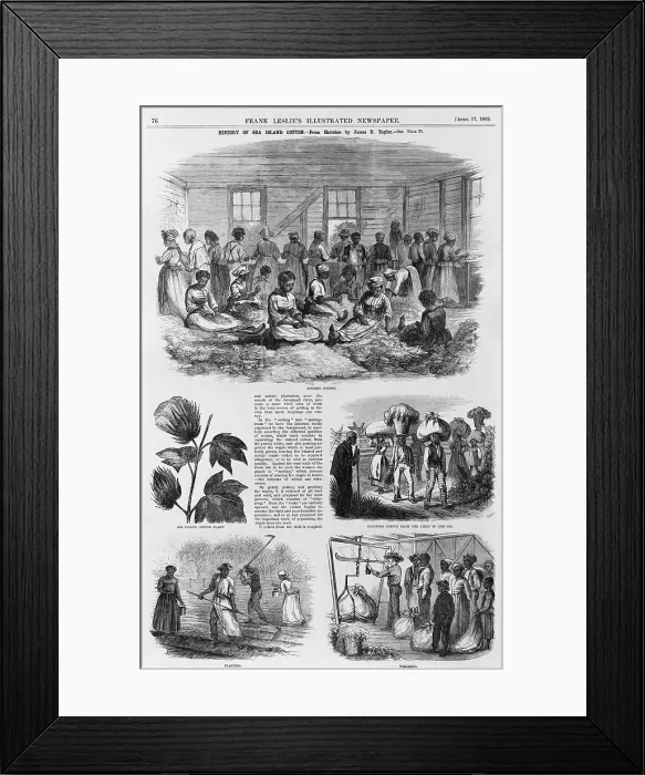 Framed Print : Five 1869 illustrations of Sea Island cotton production: sorting cotton, the cotton plant, carrying cotton to the gin, planting cotton, and weighing cotton