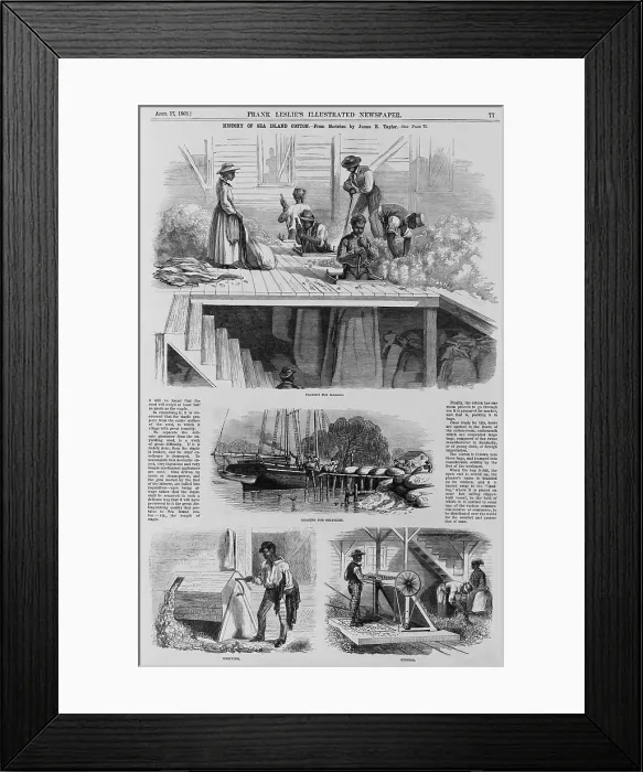 Framed Print : 1869 illustration show ex-slaves, now freedman, using their own weight to pack bales of Sea Island cotton for market