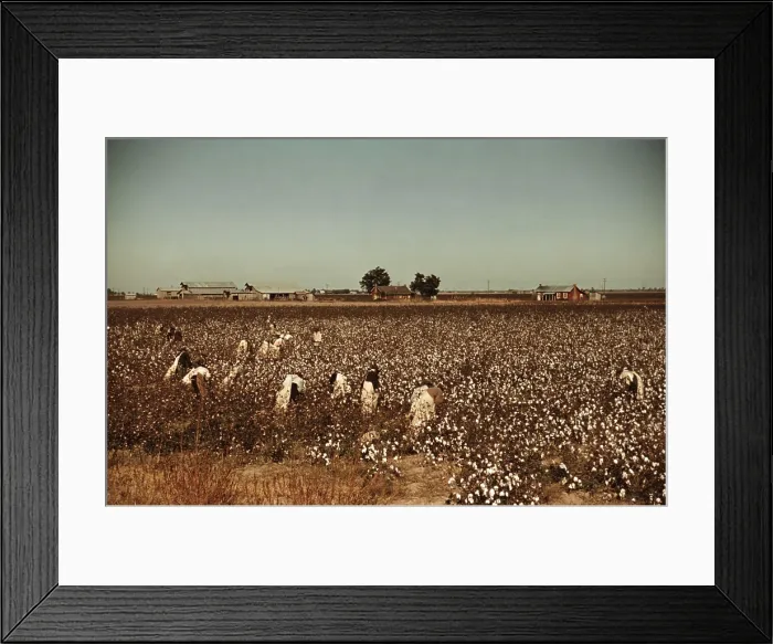 Framed Print : African American day laborers picking cotton near Clarksdale, Mississippi. November 1939 photo by Marion Post Wolcott Framed Print : African American day laborers picking cotton near Clarksdale, Mississippi. November 1939 photo by Marion Post Wolcott
