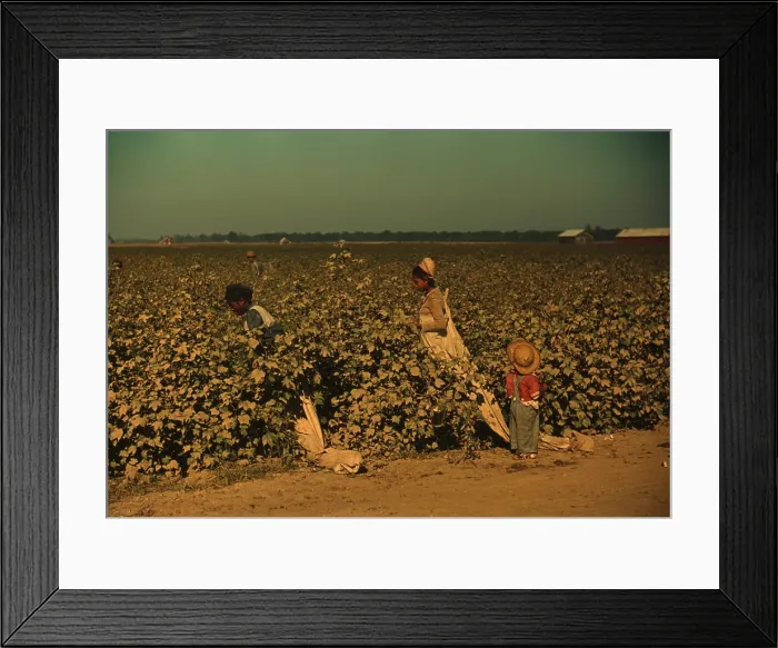 Framed Print : African Americans picking cotton as a day laborers on Mississippi. November 1940 photo by Marion Post Wolcott