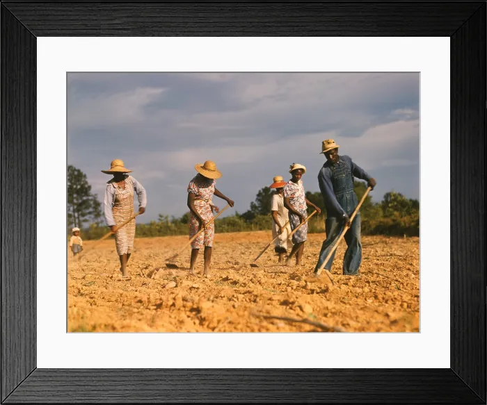 Framed Print : African American men and women chopping (weeding) cotton on rented land near White Plains, Georgia in June 1942