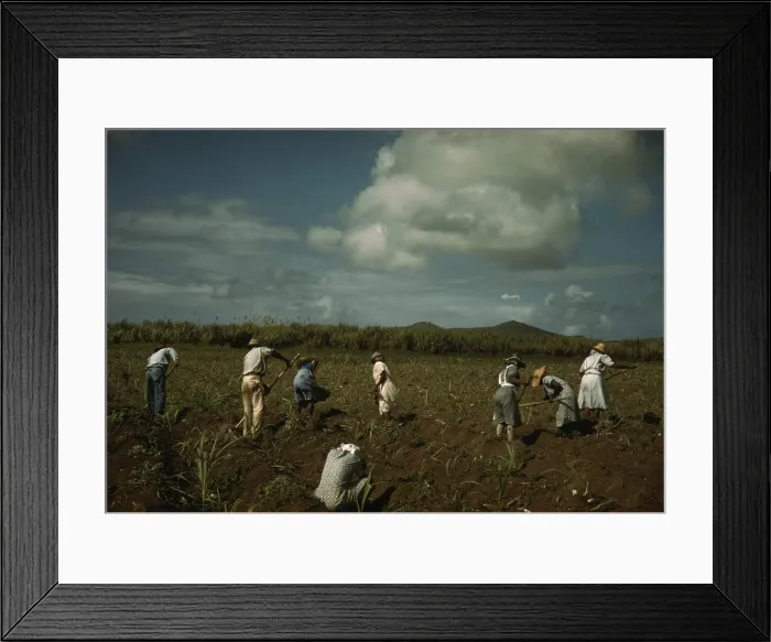 Framed Print : Afro-Caribbeans cultivating sugar cane on the Virgin Islands Company plantation on St. Croix. 1941 photo by Jack Delano