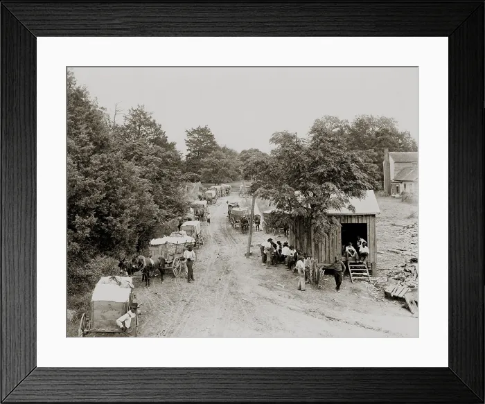 Framed Print : African Americans and mule drawn wagons loaded with loose cotton at a processing station in the U.S. South